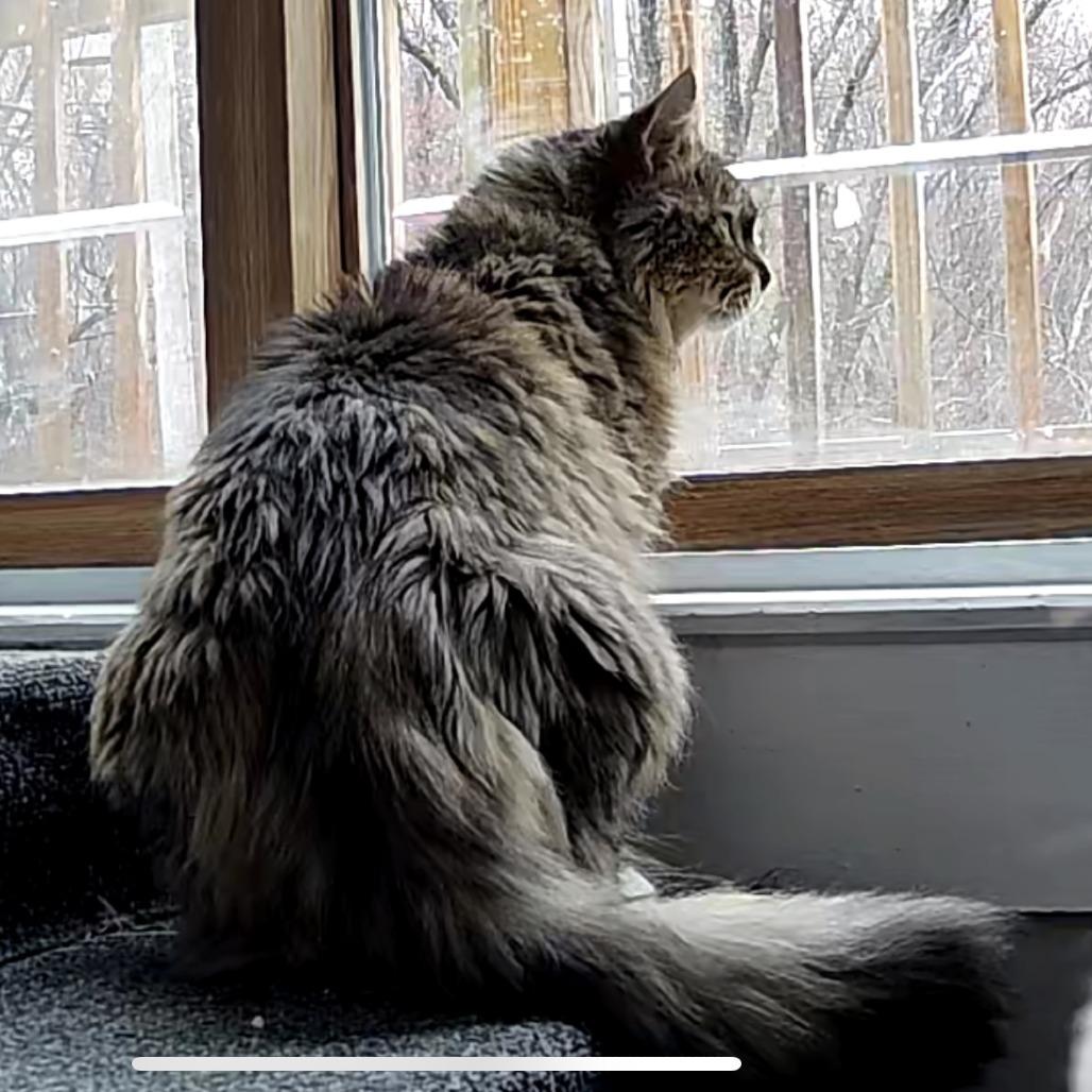Enlarge Harriet, a Adoptable Domestic Long Hair in Ashland, MA image 4/4