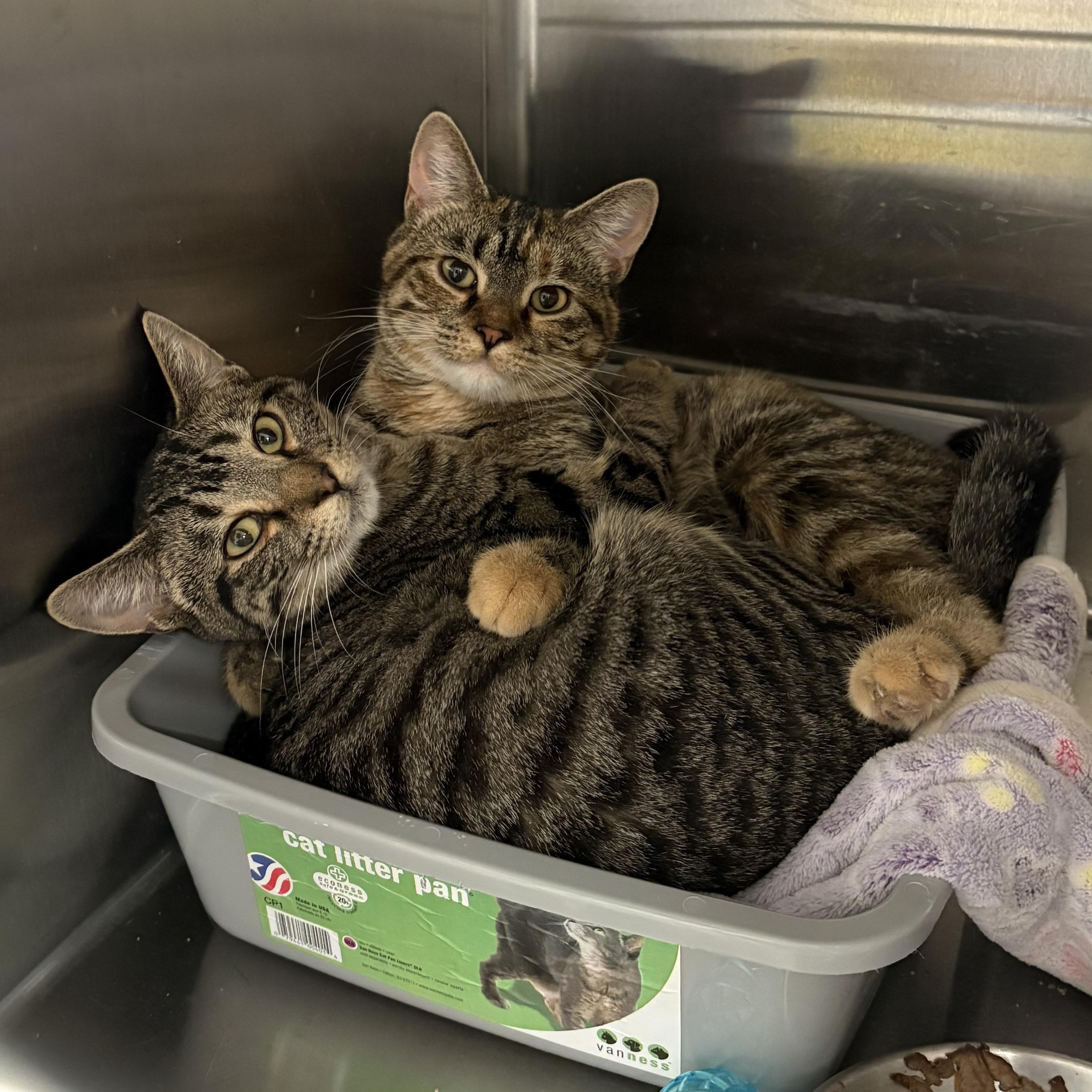 Enlarge Riff Raff & Columbia, a ADOPTABLE Domestic Short Hair in Evanston, IL image 1/2