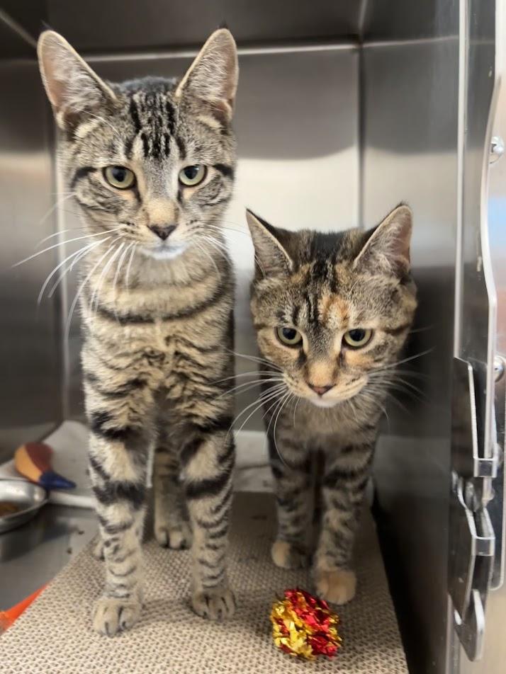 Enlarge Riff Raff & Columbia, a ADOPTABLE Domestic Short Hair in Evanston, IL image 2/2