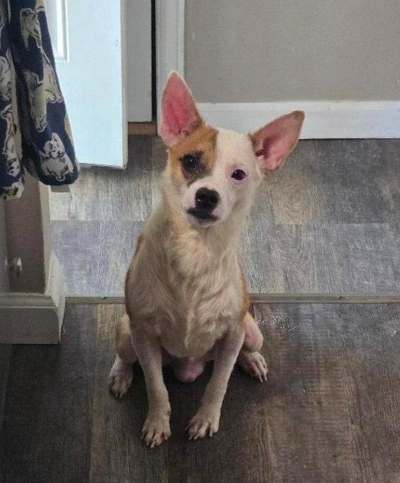 Bruno #5, Adoptable, Young Male Chihuahua.