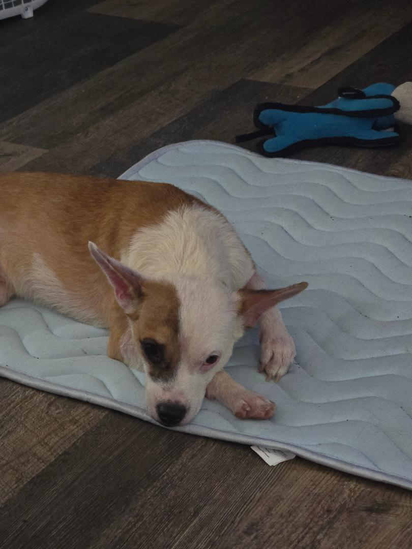 Enlarge Bruno #5, a Adoptable Chihuahua in Aurora, CO image 2/3
