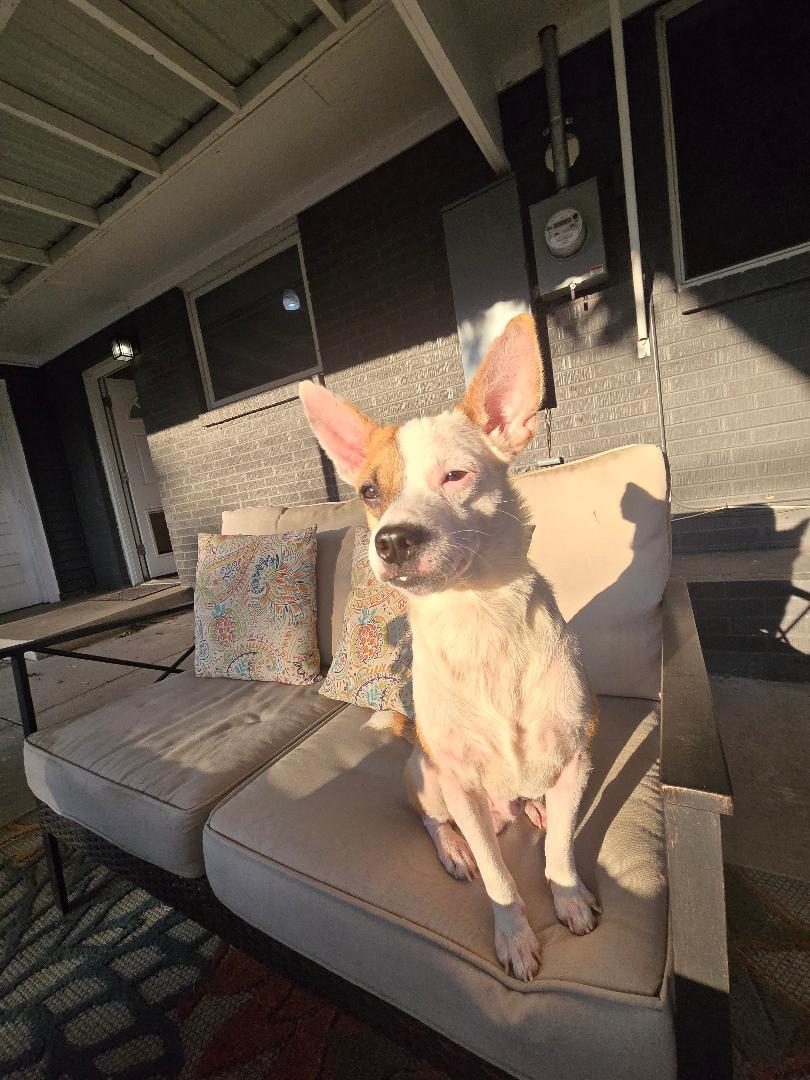 Enlarge Bruno #5, a Adoptable Chihuahua in Aurora, CO image 3/3