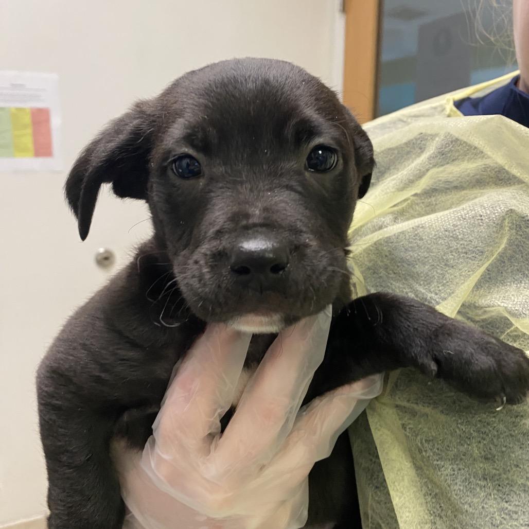 Enlarge Thelma, a Adoptable Mixed Breed in Charleston, WV image 1/1