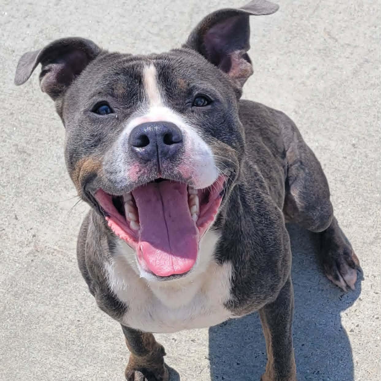 Enlarge Smudgie, Outgoing Boy, a ADOPTABLE mixed breed in Meriden, CT image 5/6