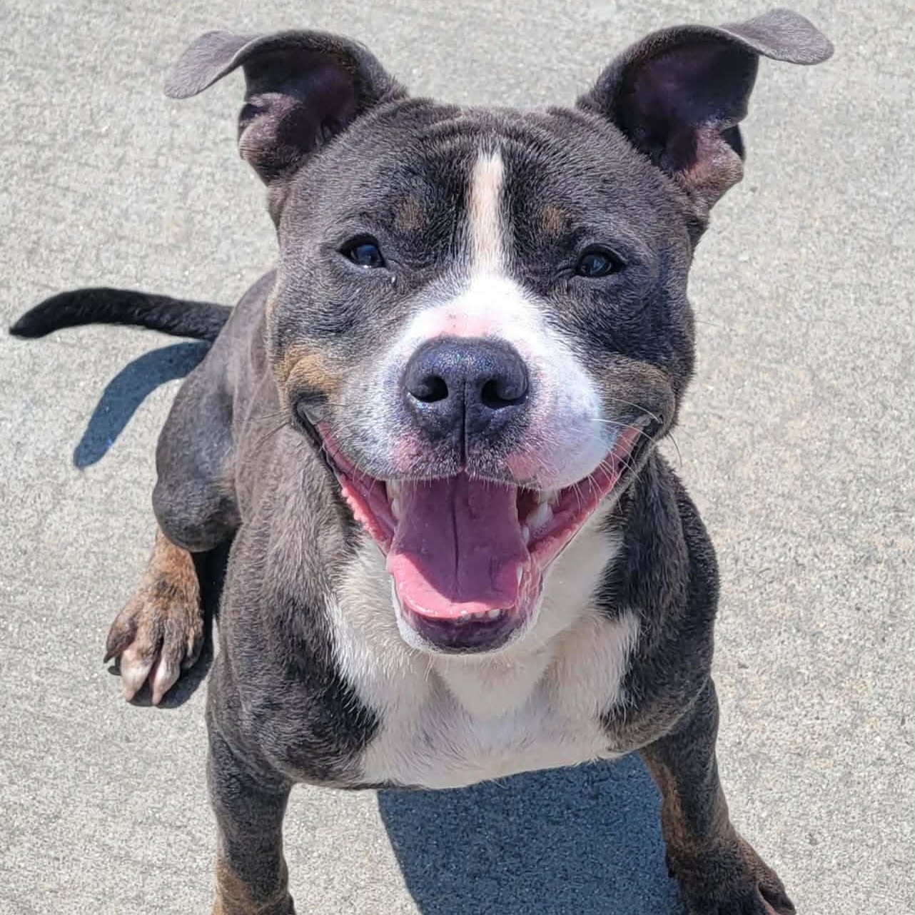 Smudgie, Outgoing Boy, ADOPTABLE, Young Male Pit Bull Terrier.