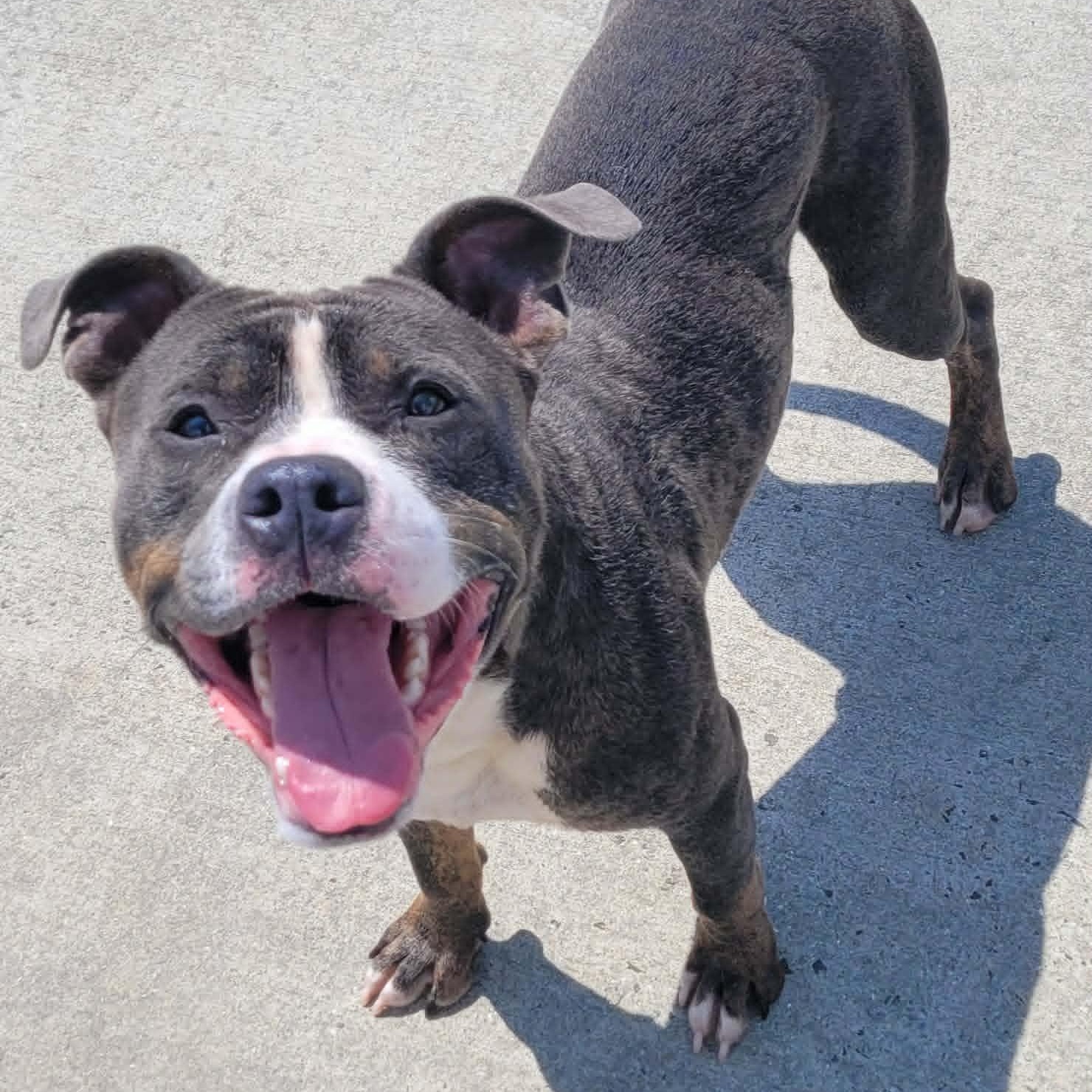 Enlarge Smudgie, Outgoing Boy, a ADOPTABLE mixed breed in Meriden, CT image 3/6