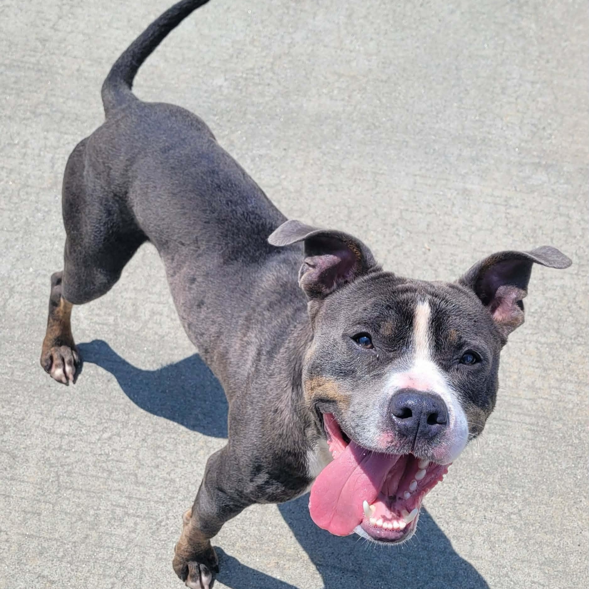 Enlarge Smudgie, Outgoing Boy, a ADOPTABLE mixed breed in Meriden, CT image 2/6