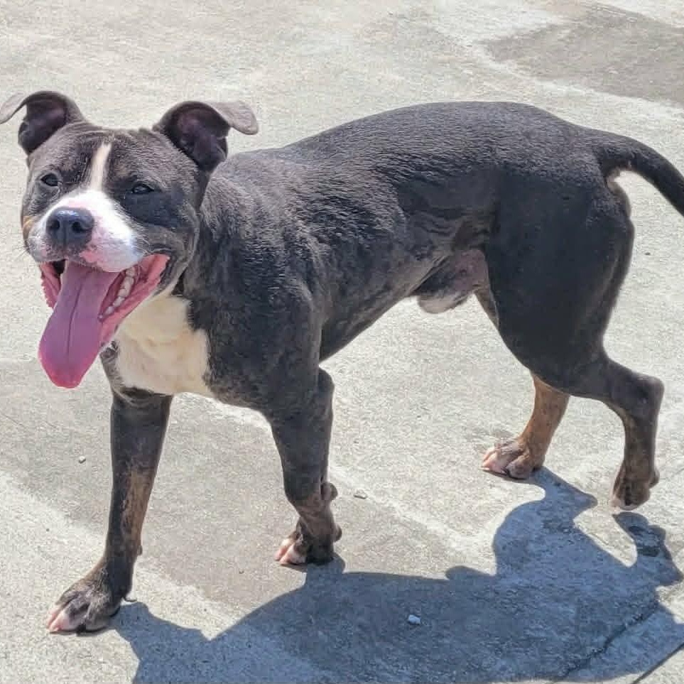 Enlarge Smudgie, Outgoing Boy, a ADOPTABLE mixed breed in Meriden, CT image 4/6