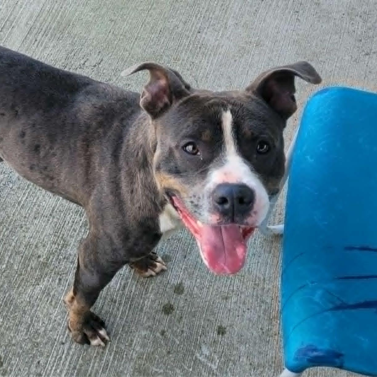 Enlarge Smudgie, Outgoing Boy, a ADOPTABLE mixed breed in Meriden, CT image 6/6