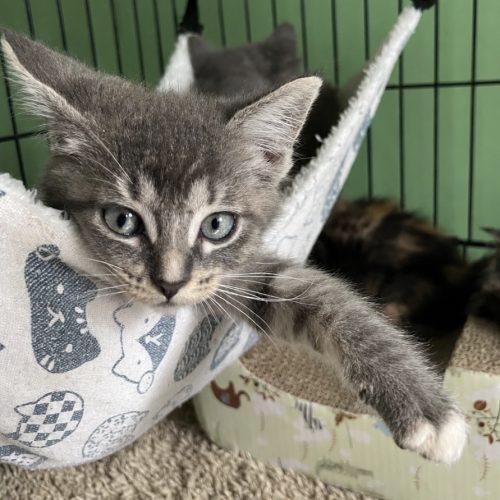 Sox, Adoptable, Kitten Male Domestic Medium Hair & Tabby.