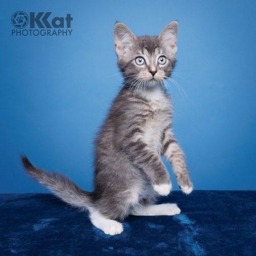 Sox, a Adoptable mixed breed in Edmond, OK image 2/5