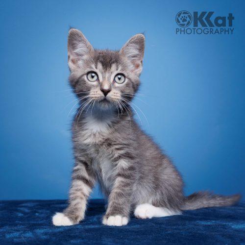 Sox, a Adoptable mixed breed in Edmond, OK image 4/5