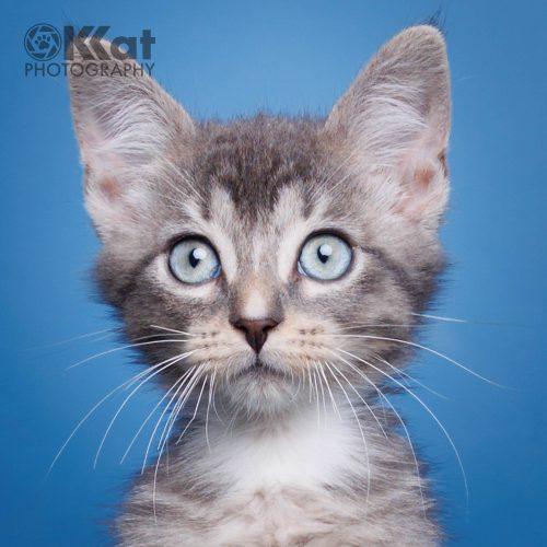 Sox, a Adoptable mixed breed in Edmond, OK image 5/5