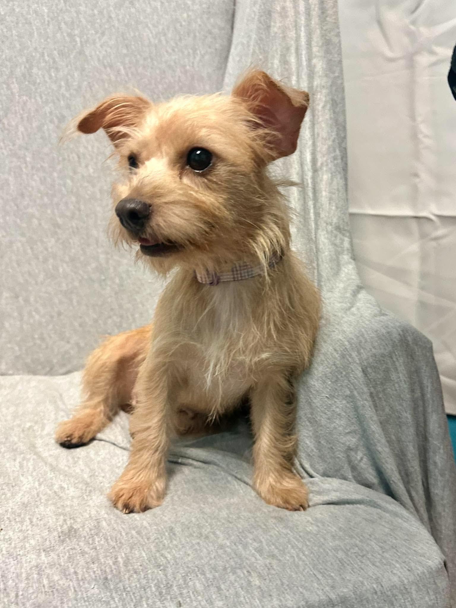 Enlarge Roma, a Adoptable mixed breed in Walker, LA image 2/4