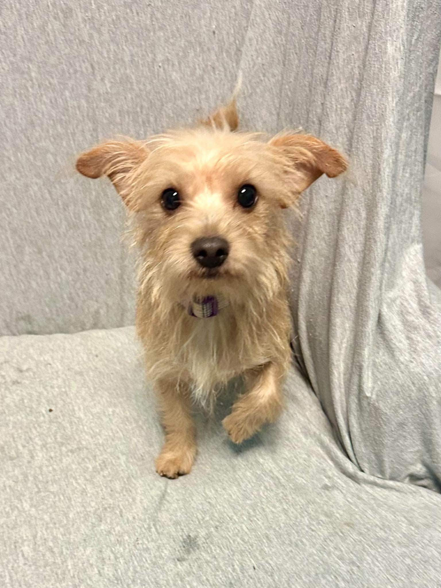 Roma, Adoptable, Young Female Wirehaired Terrier & Chihuahua.