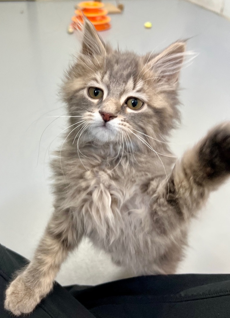 Dispatcher Alfie, an adopted Domestic Long Hair in Westfield, MA_image-1
