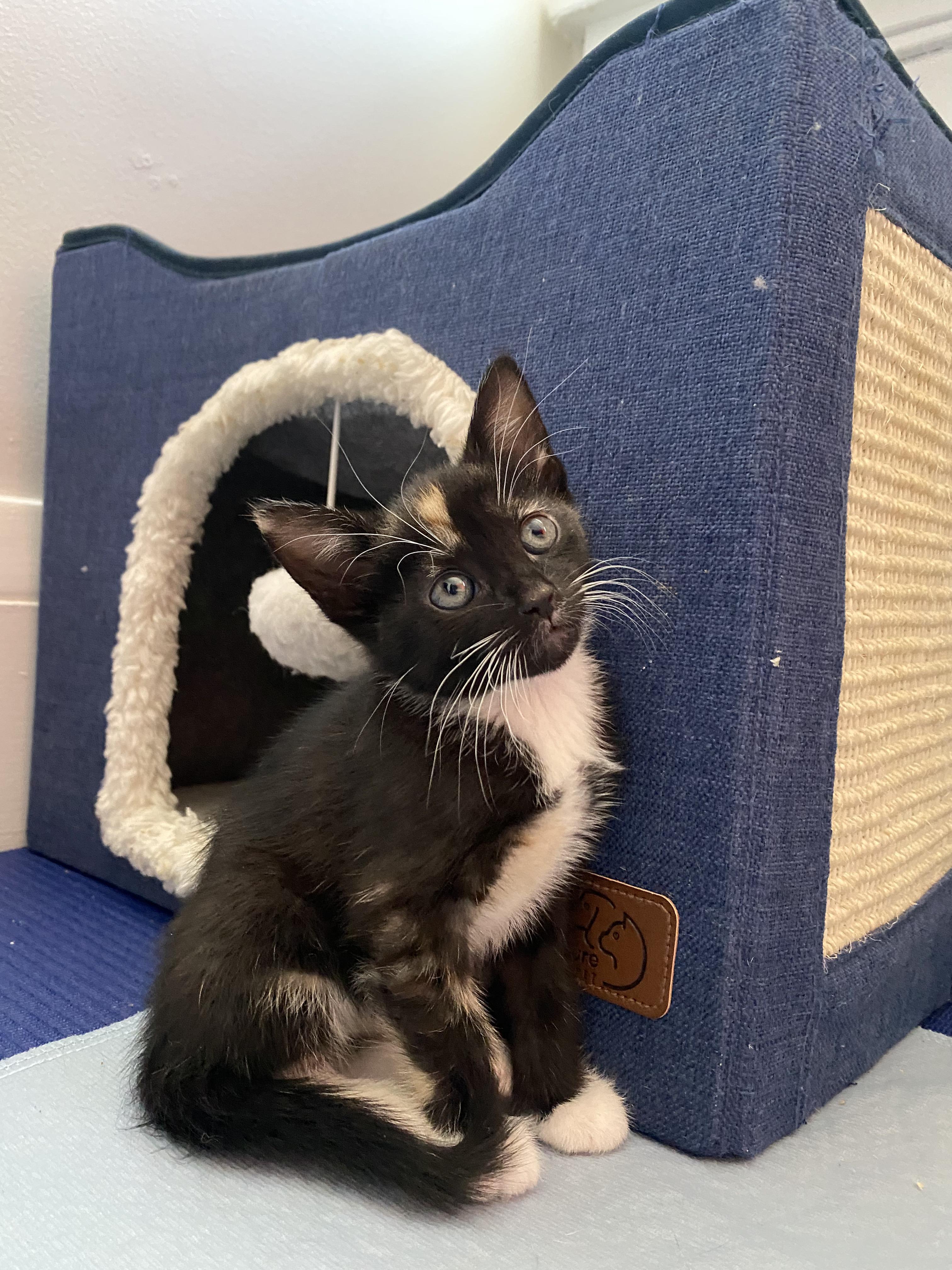 Charlotte, Adopted, Kitten Female Calico.