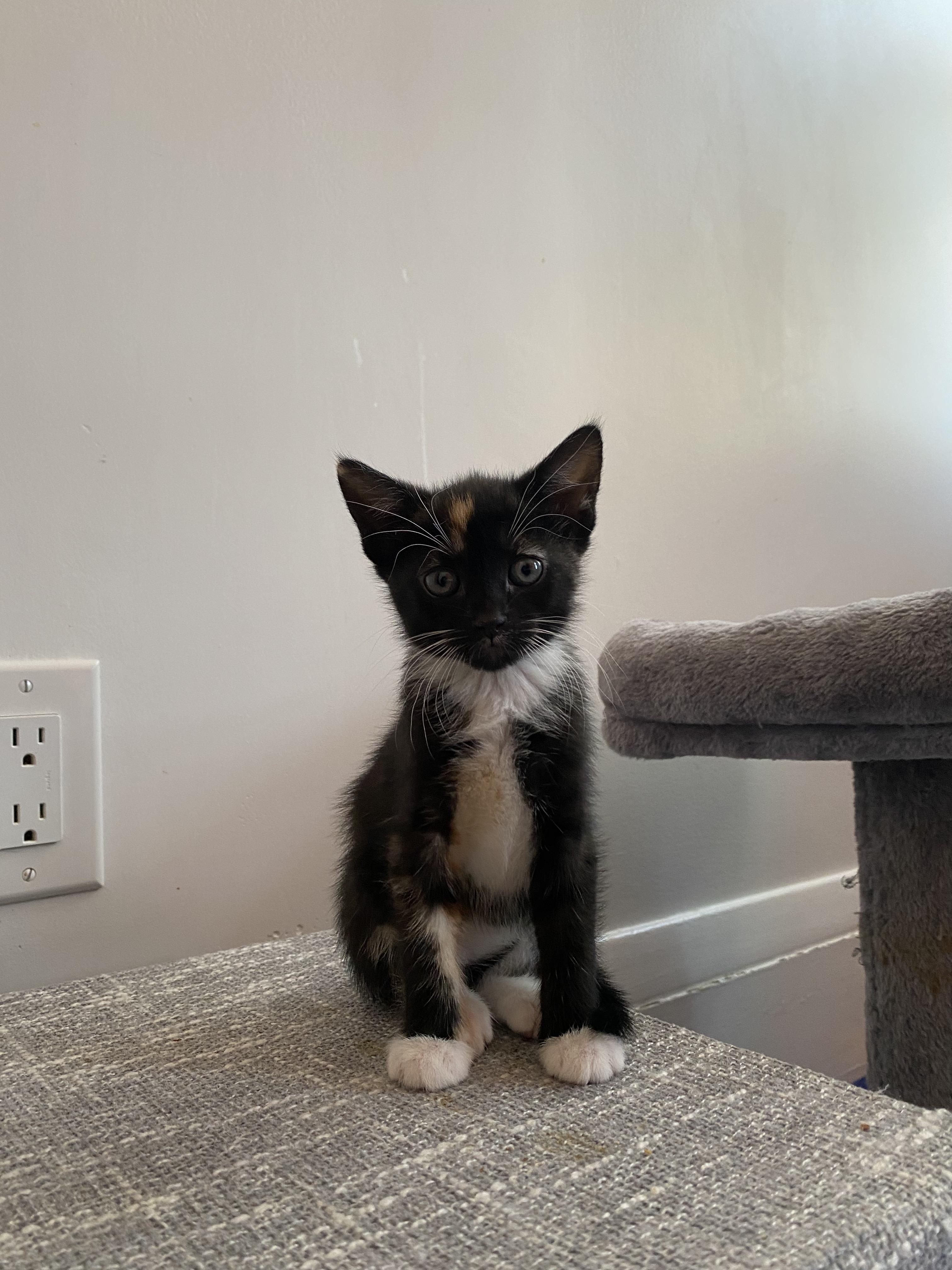 Enlarge Charlotte, a Adopted Calico in Kew Gardens, NY image 2/5