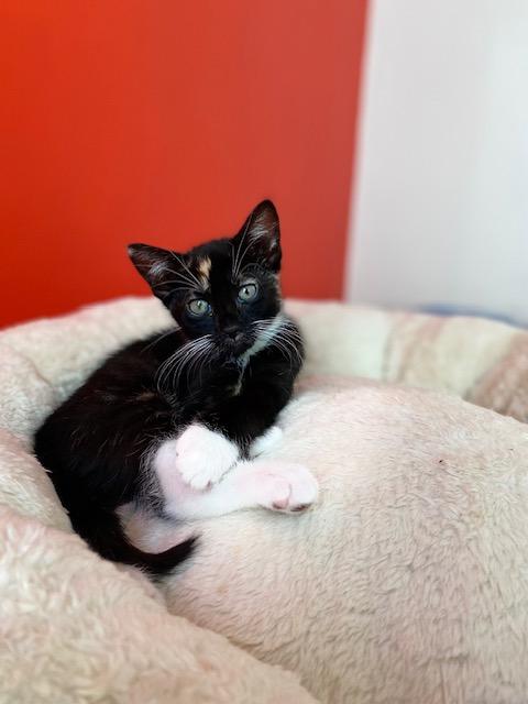 Enlarge Charlotte, a Adopted Calico in Kew Gardens, NY image 3/5