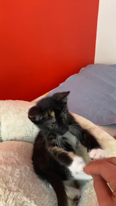 Enlarge Charlotte, a Adopted Calico in Kew Gardens, NY video 4/5