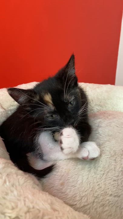 Enlarge Charlotte, a Adopted Calico in Kew Gardens, NY video 5/5