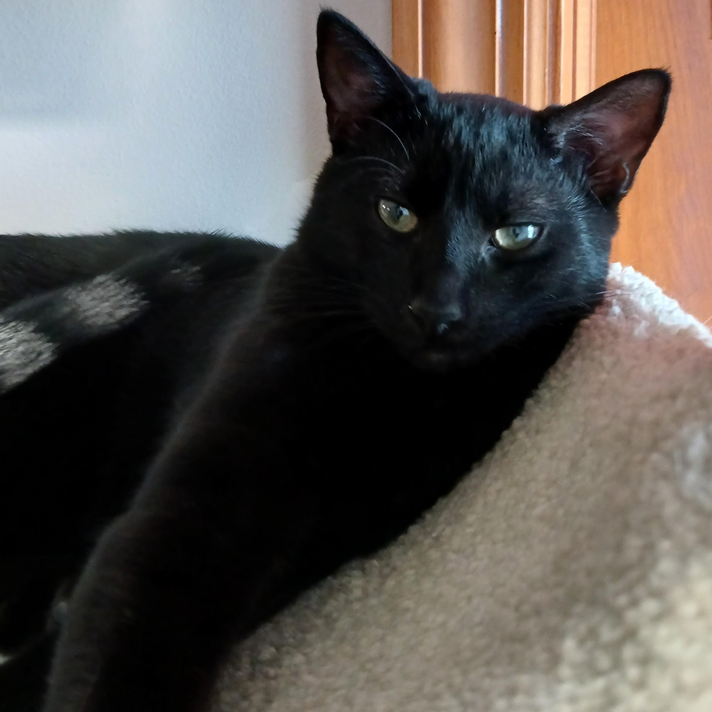 Fanta, a Adoptable mixed breed in Germansville, PA image 2/4