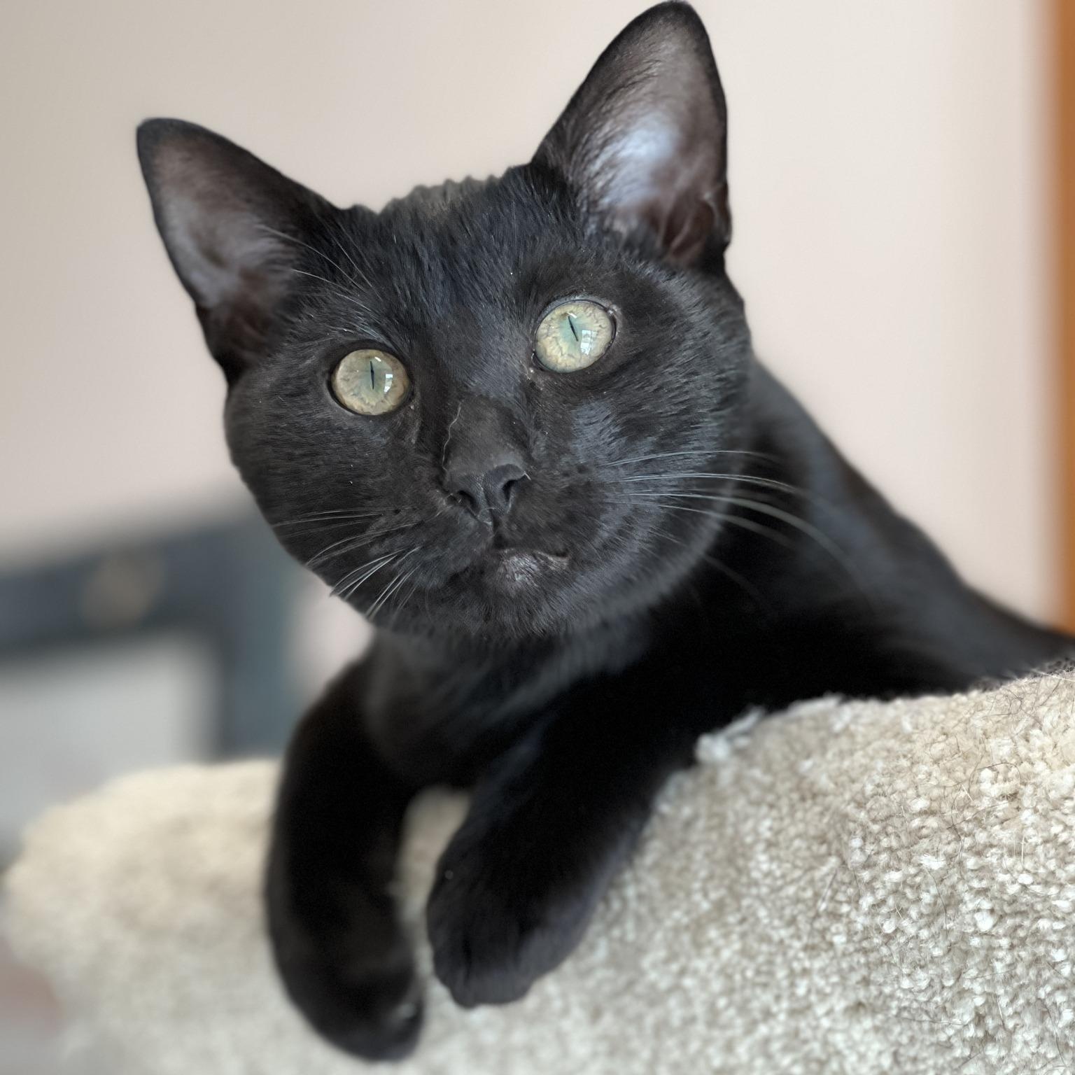 Fanta, a Adoptable mixed breed in Germansville, PA image 1/4