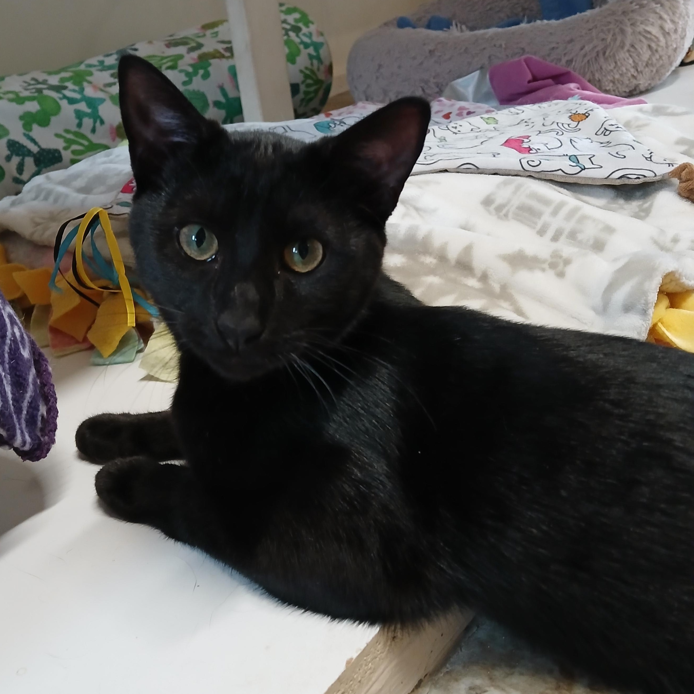 Fanta, a Adoptable mixed breed in Germansville, PA image 4/4