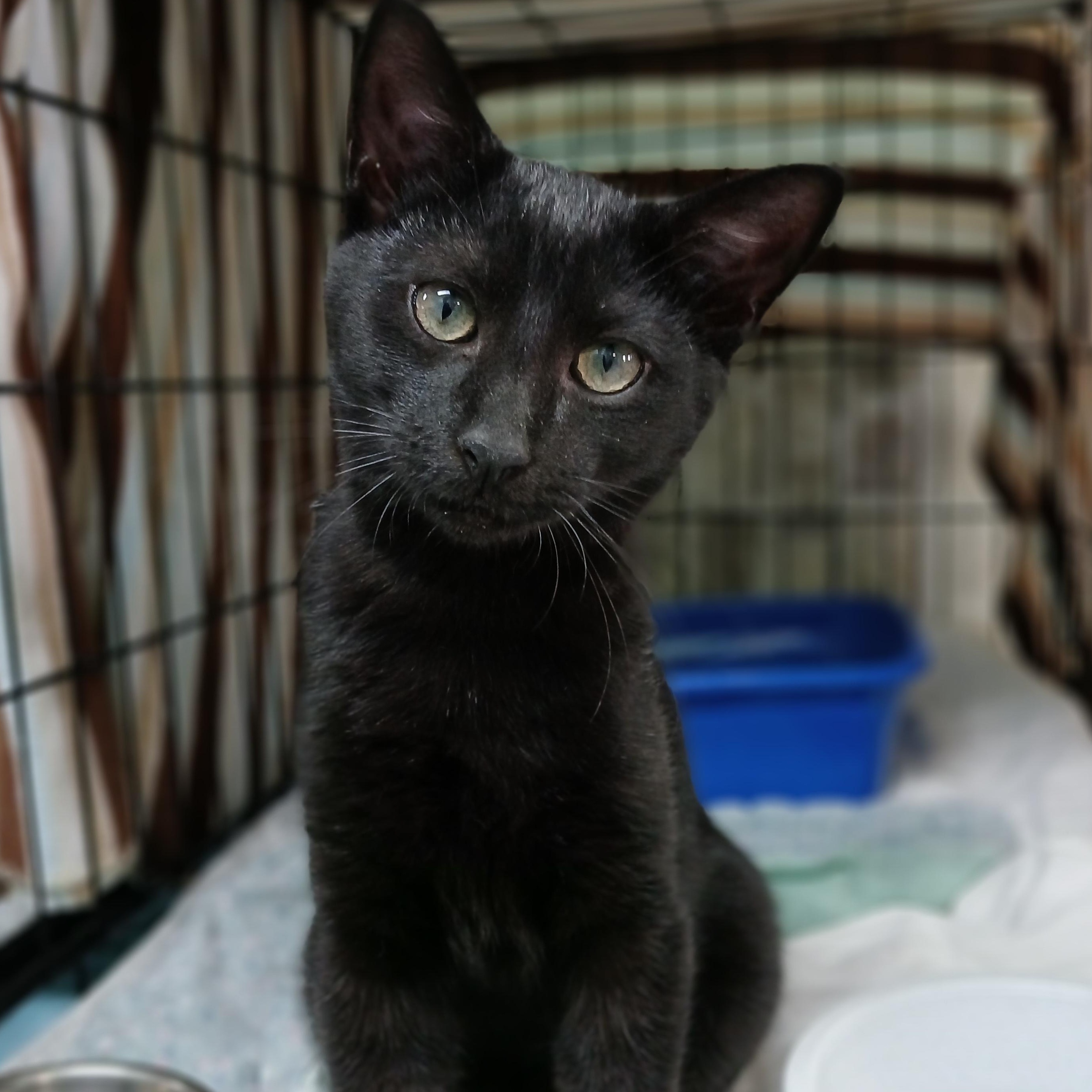 Fanta, a Adoptable mixed breed in Germansville, PA image 3/4