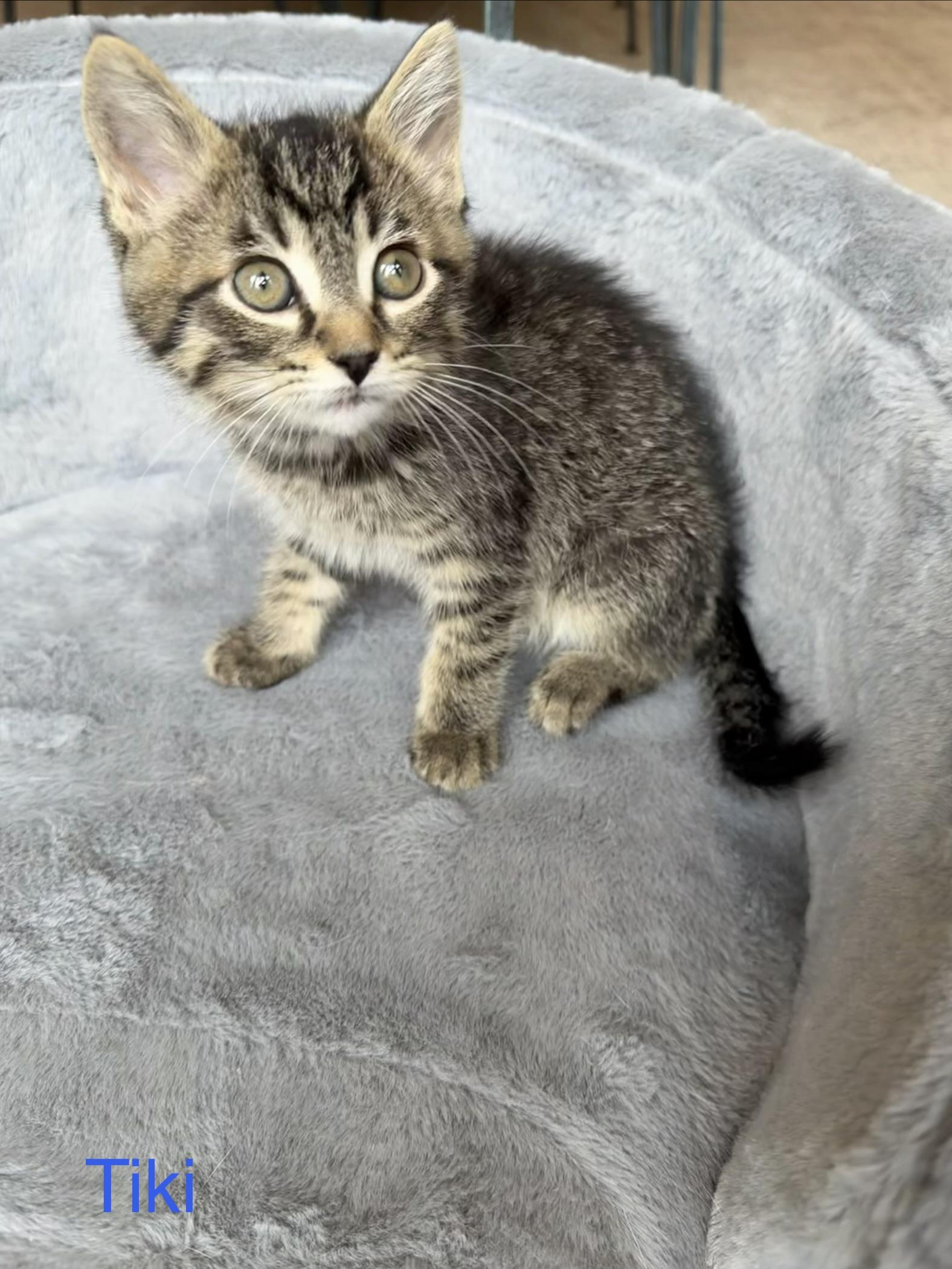 Tiki, a ADOPTABLE Domestic Short Hair in Bonney Lake, WA image 6/6