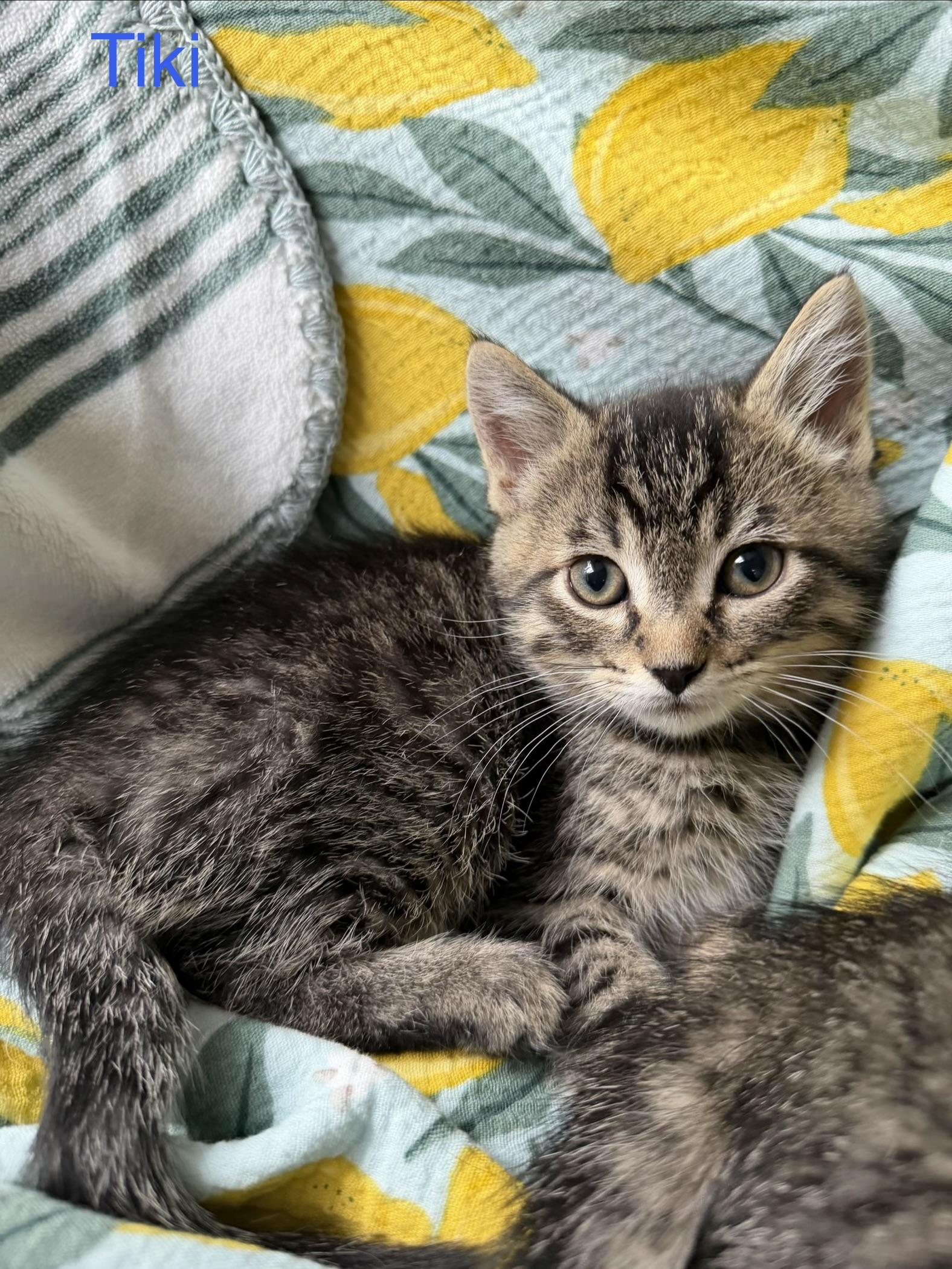 Tiki, a ADOPTABLE Domestic Short Hair in Bonney Lake, WA image 1/6