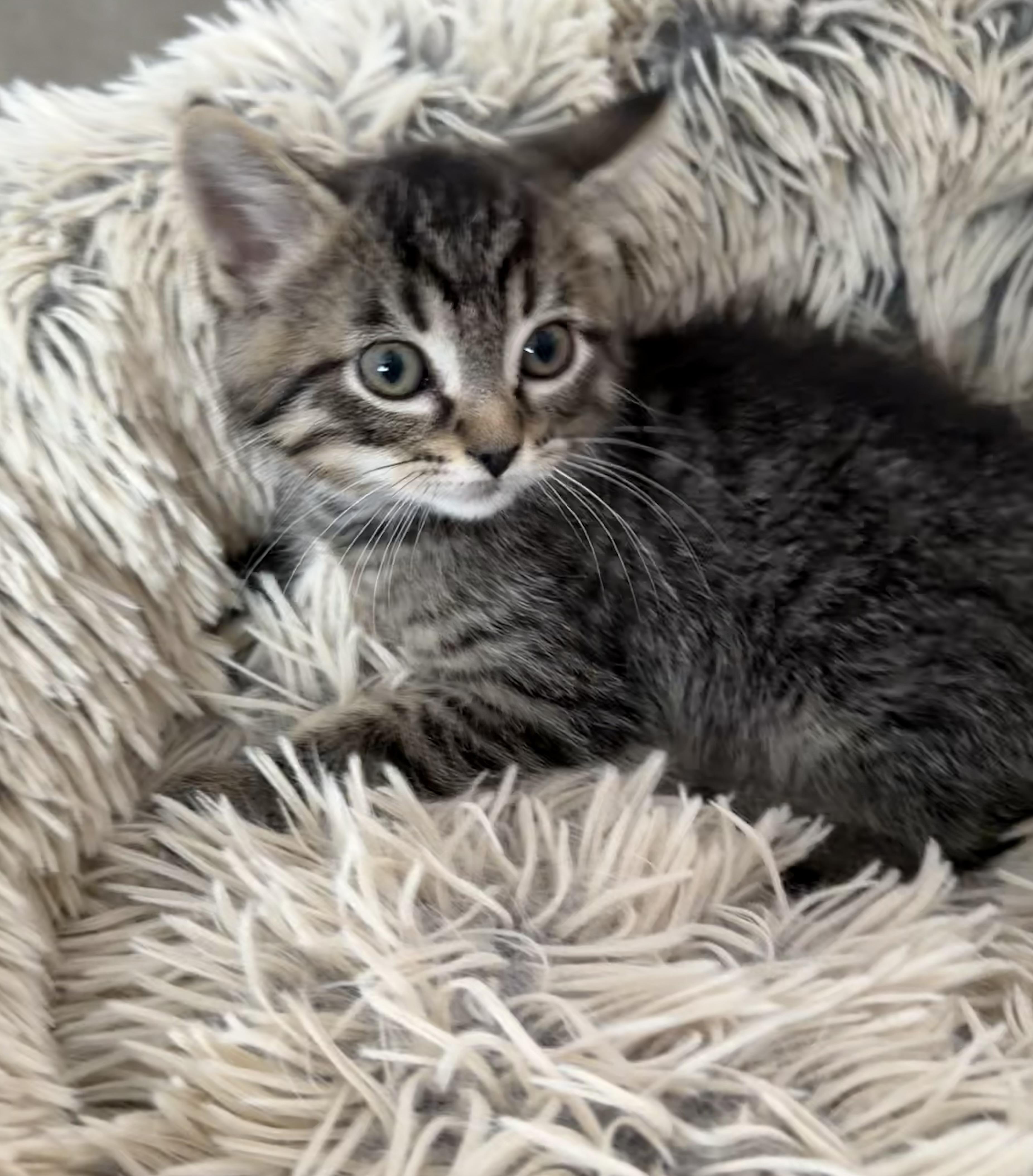 Tiki, a ADOPTABLE Domestic Short Hair in Bonney Lake, WA image 2/6