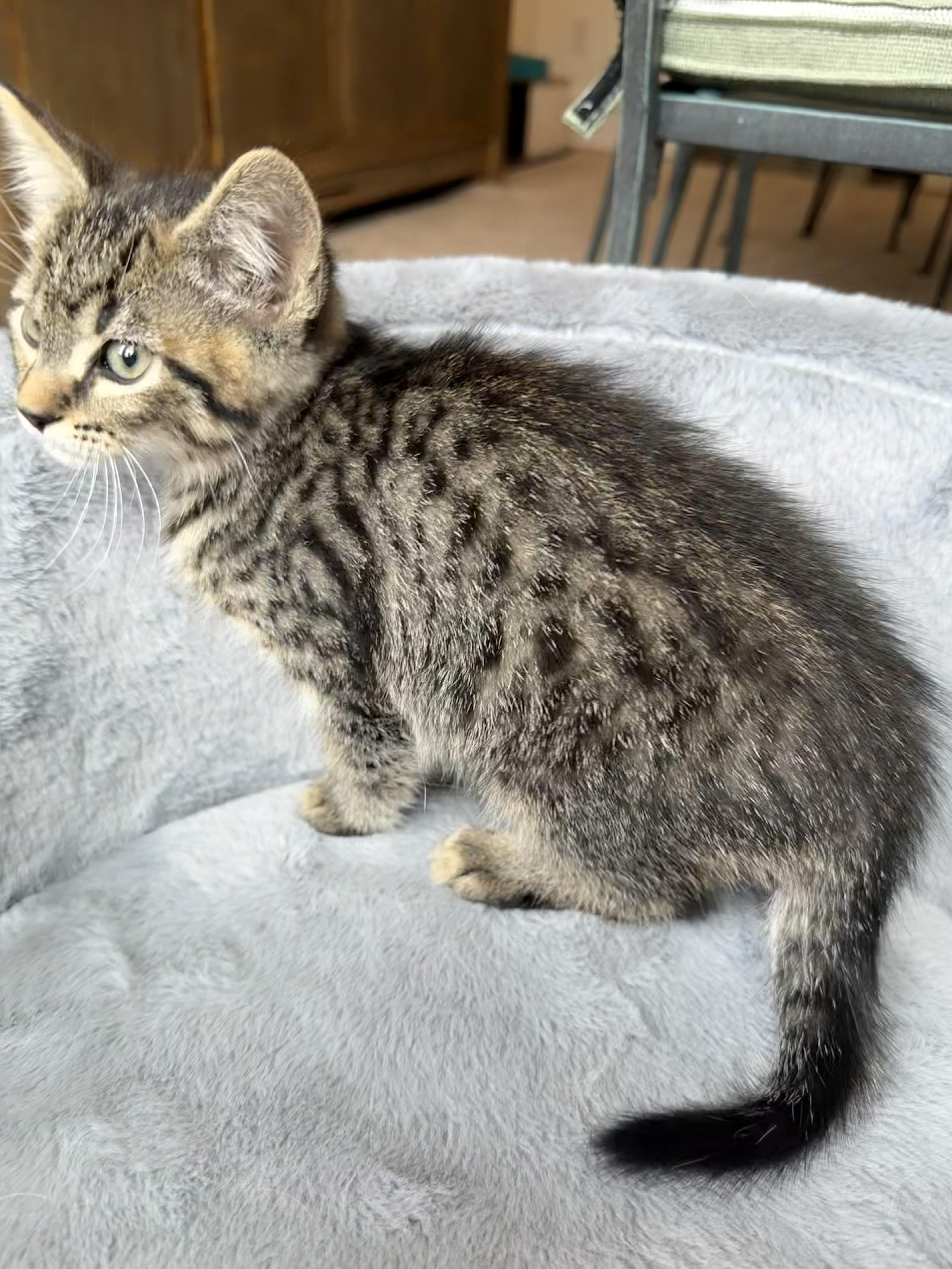Tiki, a ADOPTABLE Domestic Short Hair in Bonney Lake, WA image 5/6