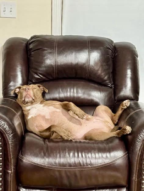 Enlarge Bin, a ADOPTABLE mixed breed in Rockland, MA image 1/4