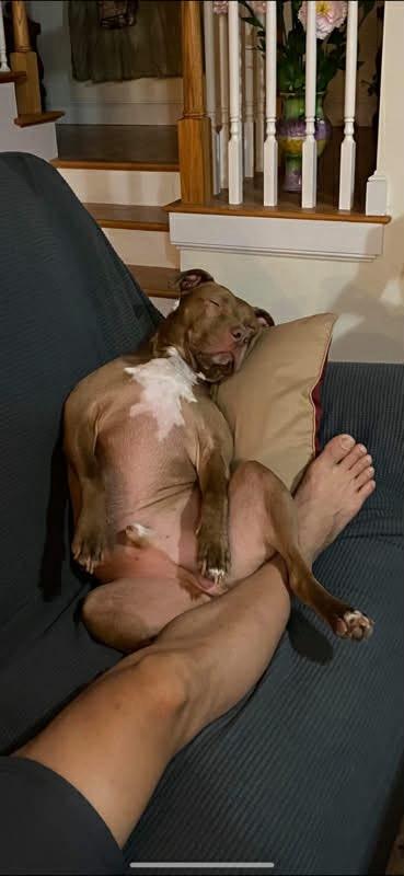 Enlarge Bin, a ADOPTABLE mixed breed in Rockland, MA image 2/4