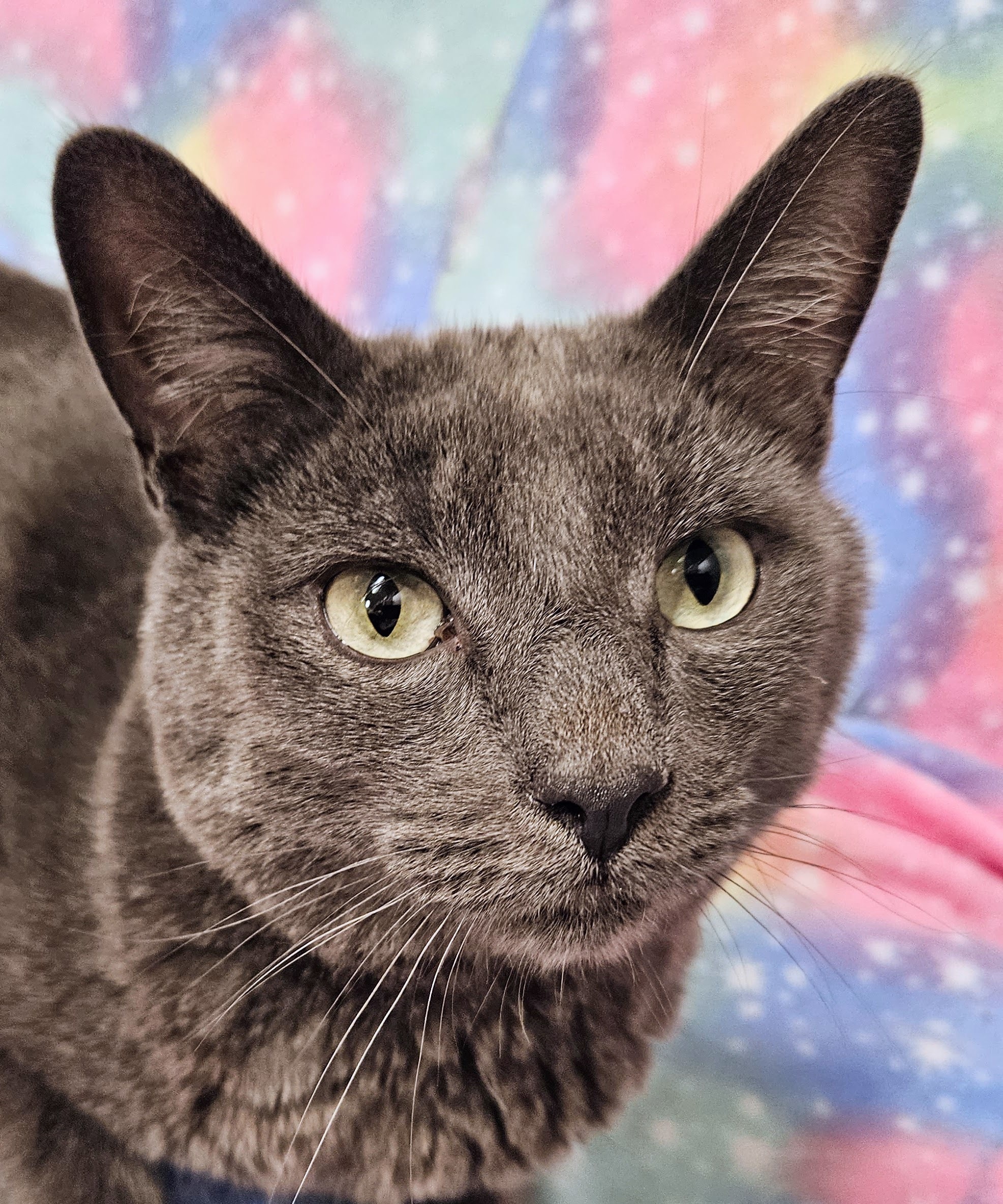 London - Rancho Cucamonga PetSmart, Adoptable, Adult Male Domestic Short Hair.