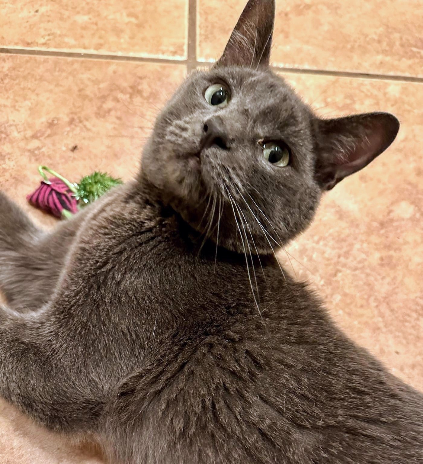 Enlarge London - Rancho Cucamonga PetSmart, a Adoptable mixed breed in Rancho Cucamonga, CA image 2/16