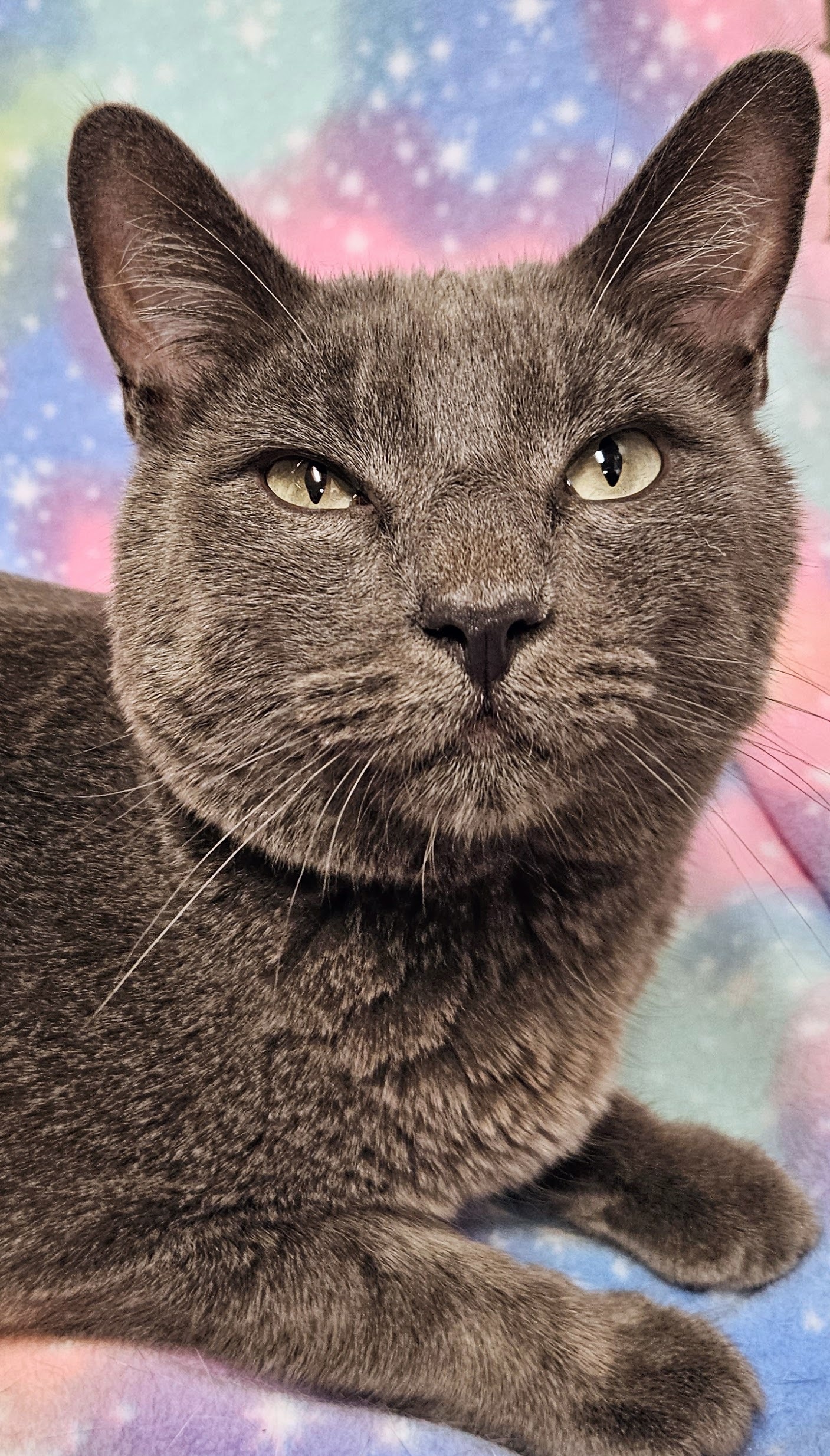 London - Rancho Cucamonga PetSmart, Adoptable, Adult Male Domestic Short Hair.