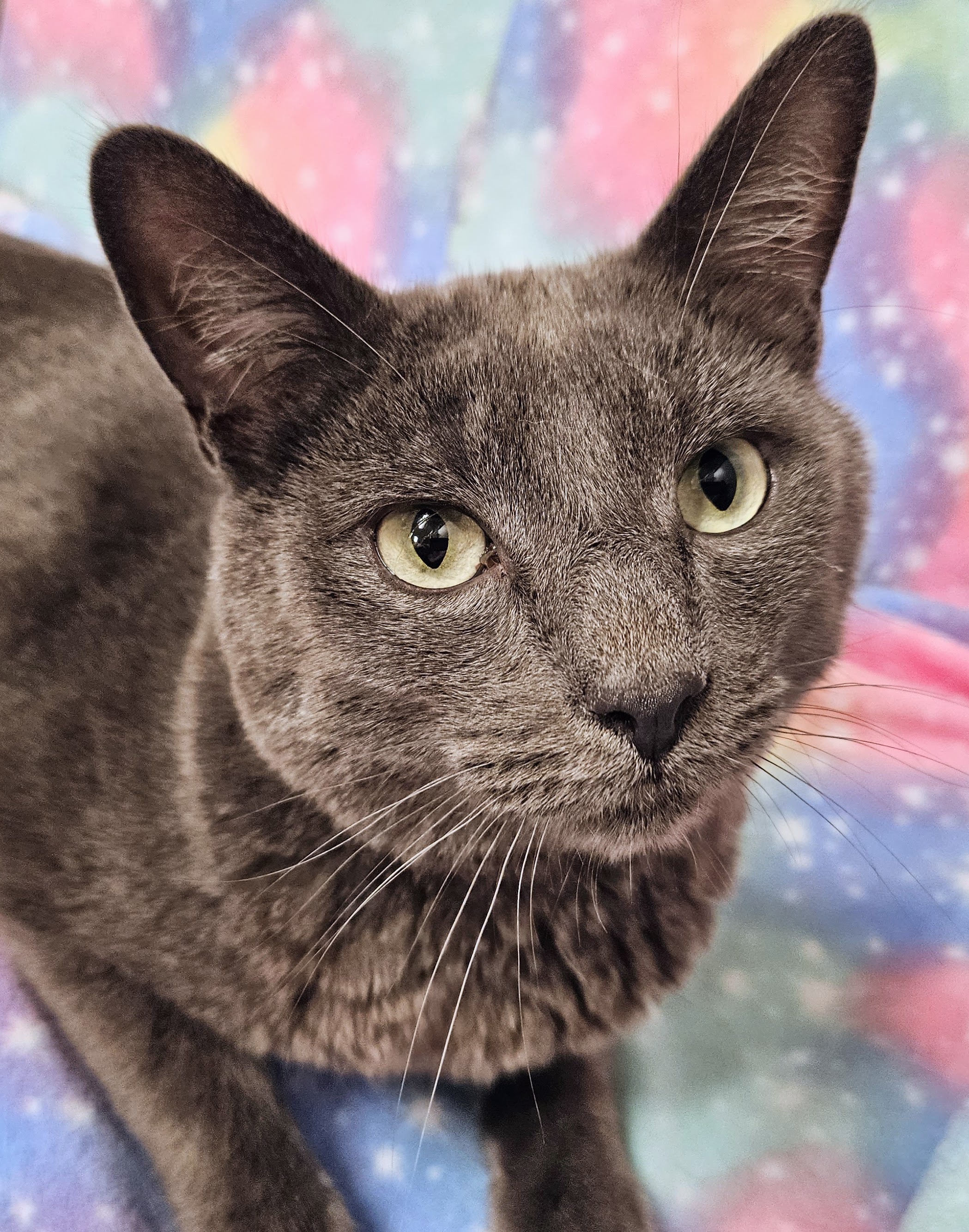 Enlarge London - Rancho Cucamonga PetSmart, a Adoptable mixed breed in Rancho Cucamonga, CA image 4/16