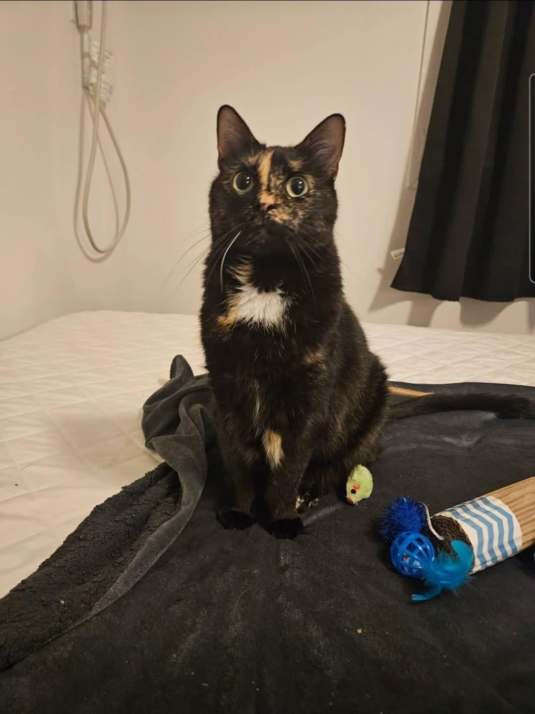 Vivianne, adopted, Adult Female Tortoiseshell.