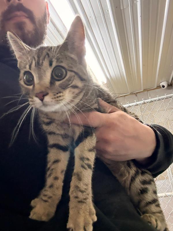 Amelia, Adoptable, Young Female Domestic Short Hair.