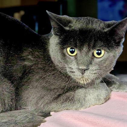 Doodah, Adoptable, Kitten Male Domestic Short Hair & Domestic Short Hair.