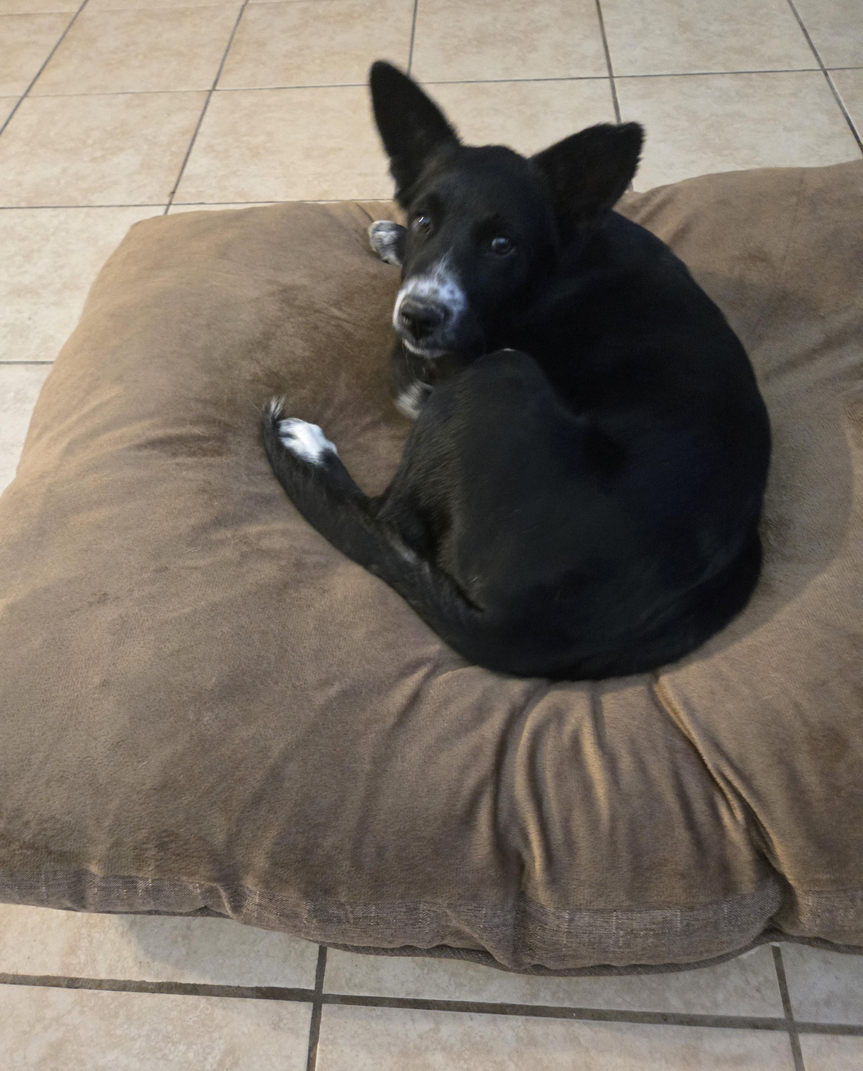 Enlarge Lilo, a ADOPTABLE mixed breed in Austin, TX image 2/3