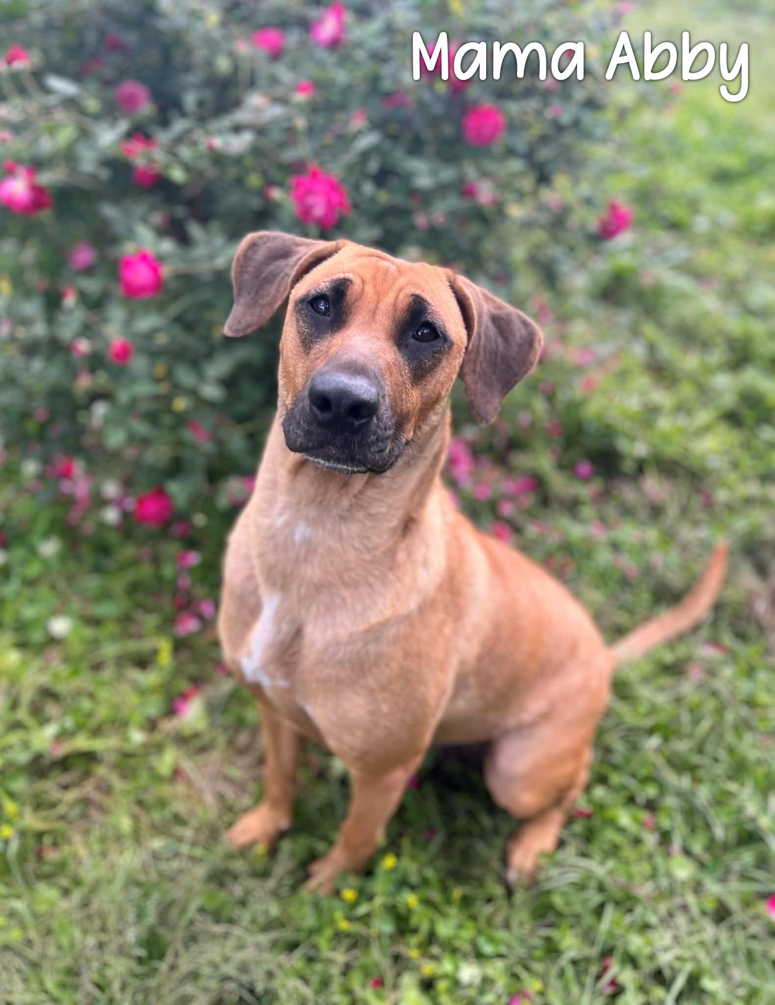 Jasper, an adopted mixed breed in Oakland, NJ image 5/6