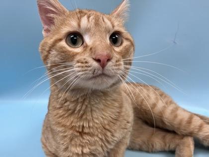 Vinnie, Adoptable, Adult Male Domestic Short Hair & Domestic Short Hair.