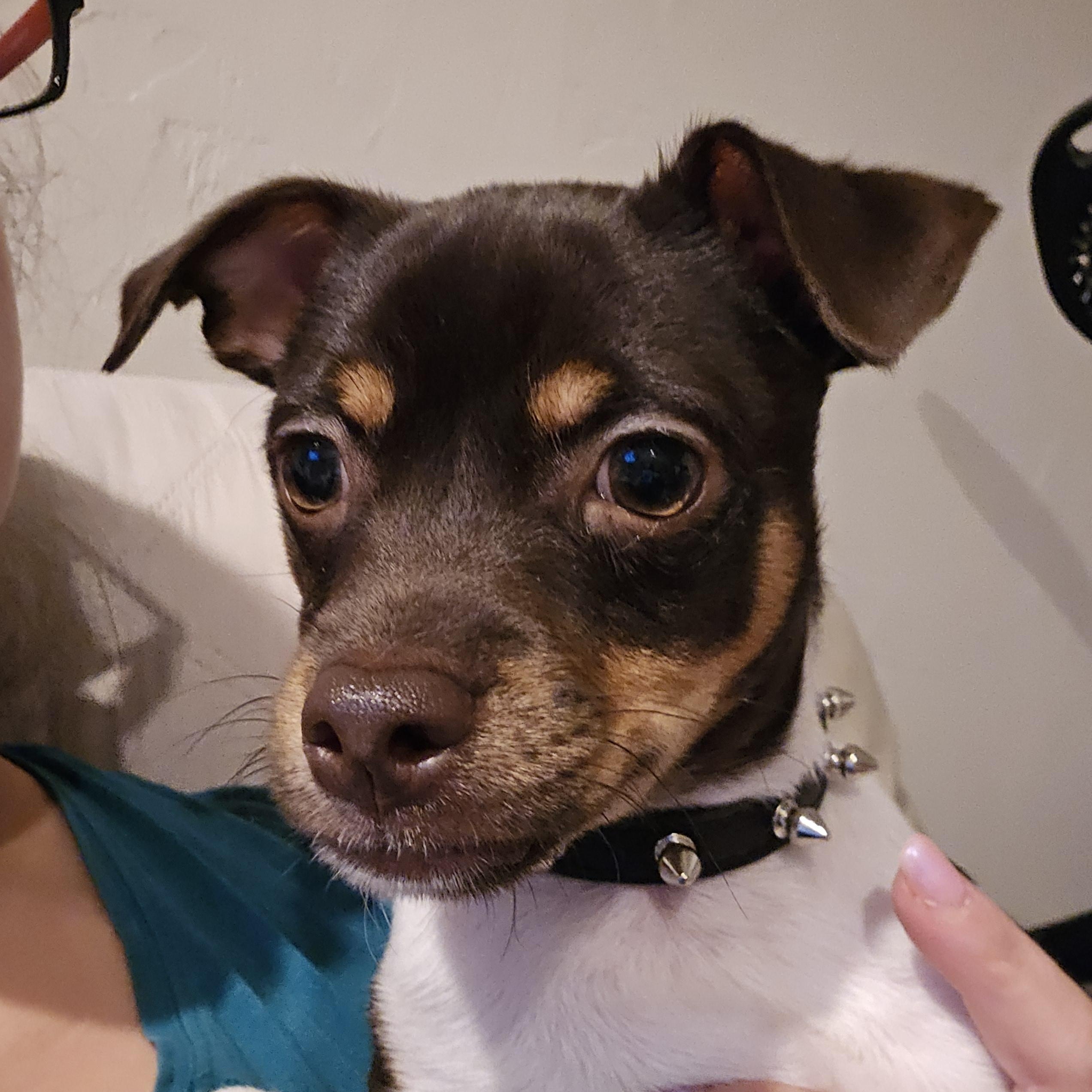 Biggie, a Adoptable Chihuahua in Bradenton, FL image 3/6