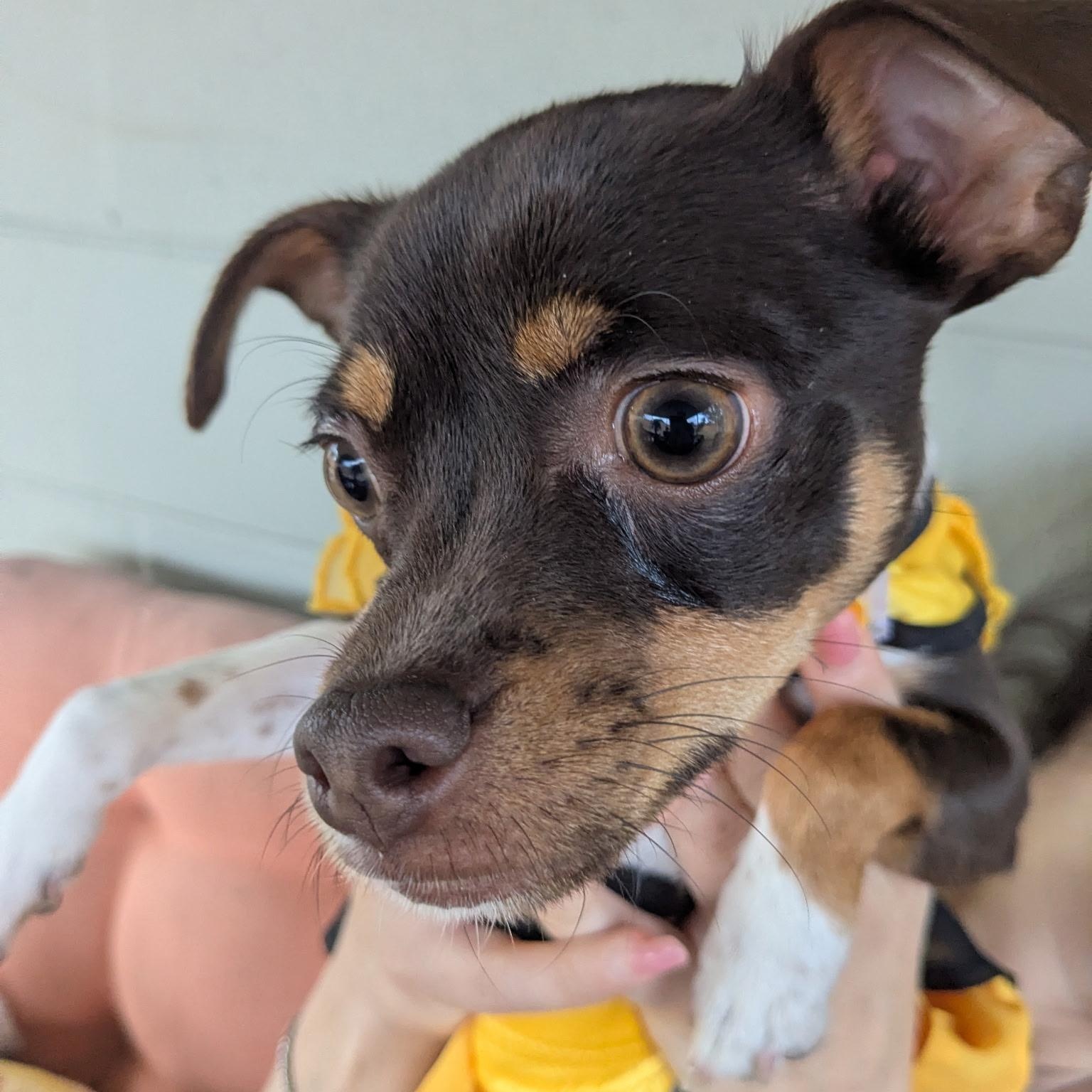 Biggie, Adoptable, Puppy Male Chihuahua.