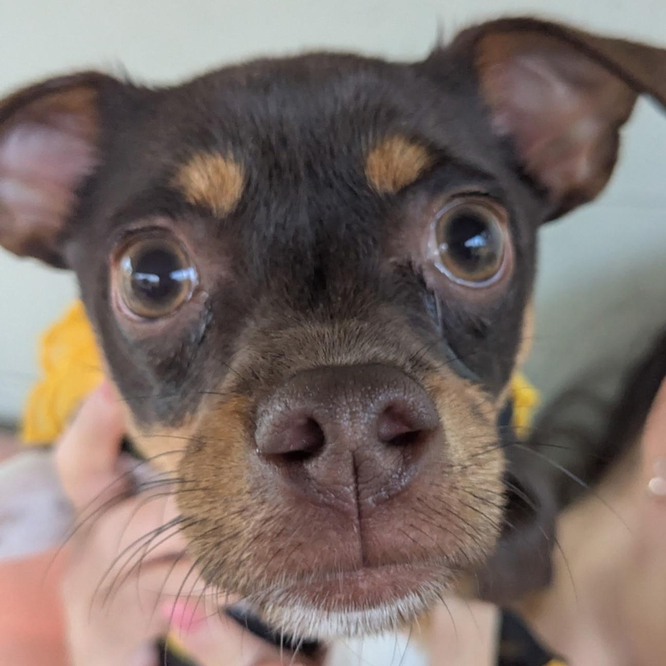 Biggie, a Adoptable Chihuahua in Bradenton, FL image 5/6