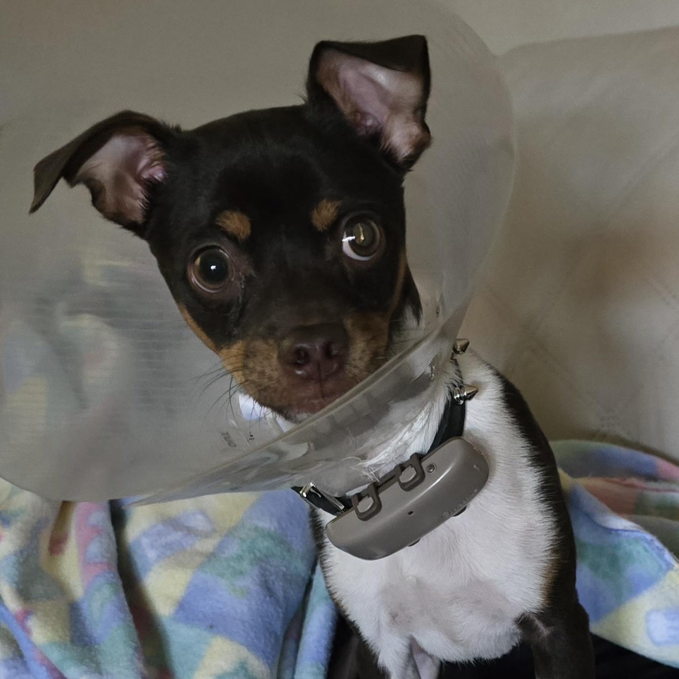 Biggie, a Adoptable Chihuahua in Bradenton, FL image 2/6