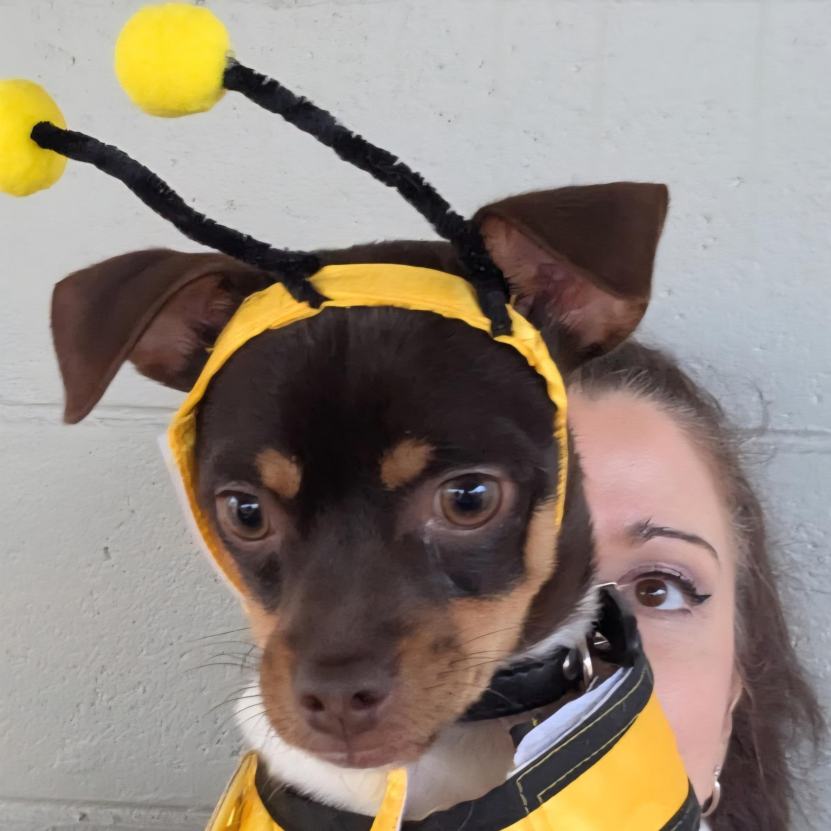 Biggie, a Adoptable Chihuahua in Bradenton, FL image 6/6